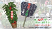 ほおづき一鉢 または ほおづき市うちわ