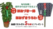 ほおづき一鉢 または ほおづき市うちわ　-　7月3日　メルマガ配信予定　-
