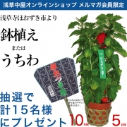 毎年恒例！浅草寺ほおづき市より…Wチャンス！
