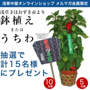 毎年恒例！浅草寺ほおずき市より…Wチャンス！	