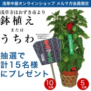 毎年恒例！浅草寺ほおずき市より…Wチャンス！	