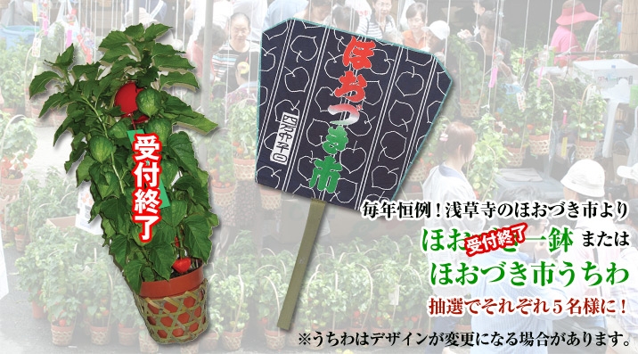 ほおづき一鉢 または ほおづき市うちわ