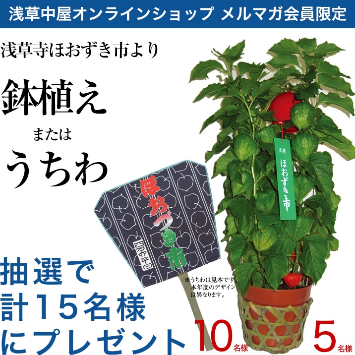 毎年恒例！浅草寺ほおづき市より…Wチャンス！
