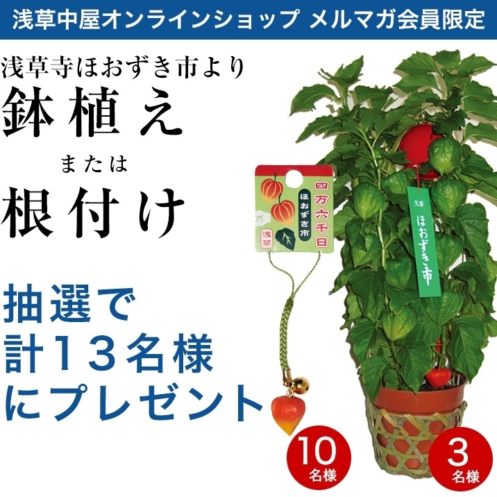 浅草寺ほおずき市より…Wチャンス！